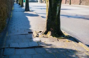 Sidewalk with uneven, raised concrete tiles surrounding tree trunks along a street.